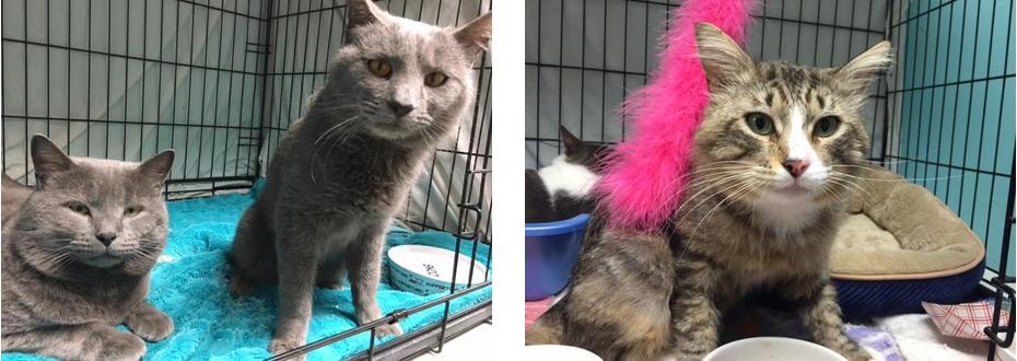 Teddybear and Honeybear — two rescued brother cats